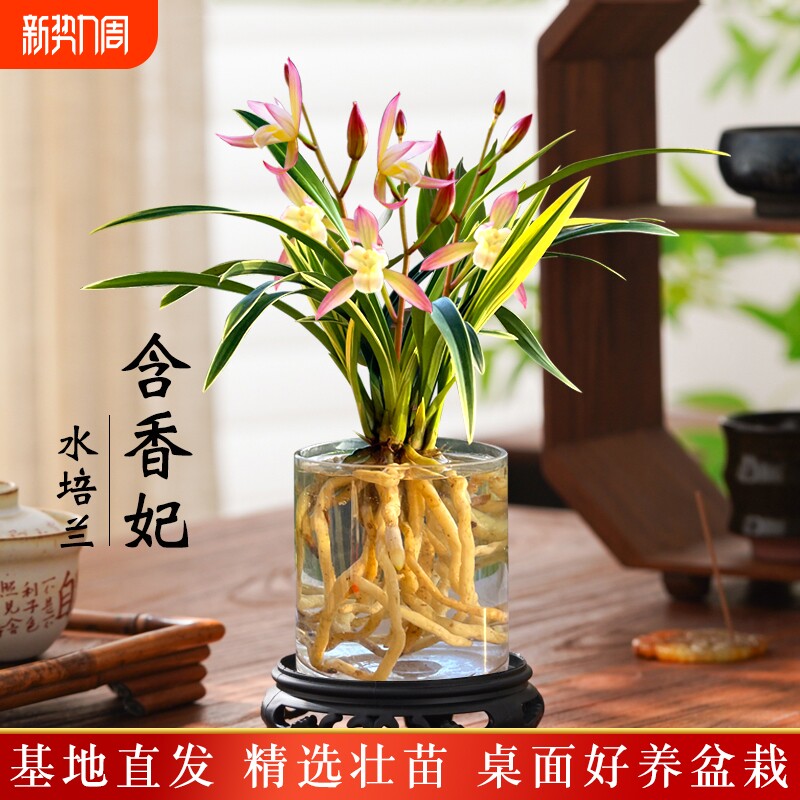 金边水培香水兰花苗四季兰好养室内阳台绿植浓香矮种桌面盆栽花卉