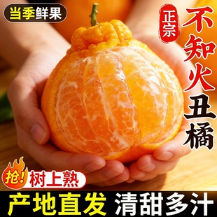 丑橘不知火正宗四川新鲜水果应当季耙耙柑现摘丑蜜桔柑橘大果整箱