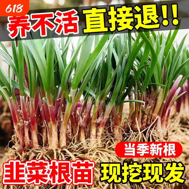 韭菜根苗现挖紫根宽叶红根带土四季农家韭菜根老品种韭菜种籽种子