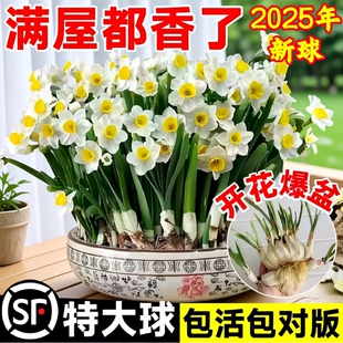 漳州水仙花种球种子盆栽水养花卉球种室内冬季水培植物花球带花苞