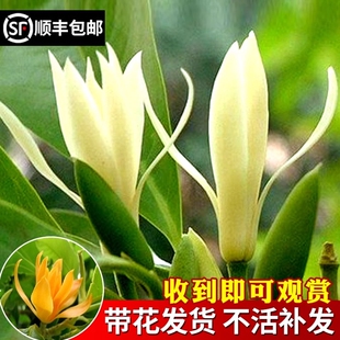 白兰花盆栽浓香室内大型绿植阳台嫁接办公室四季常青白玉兰花树苗