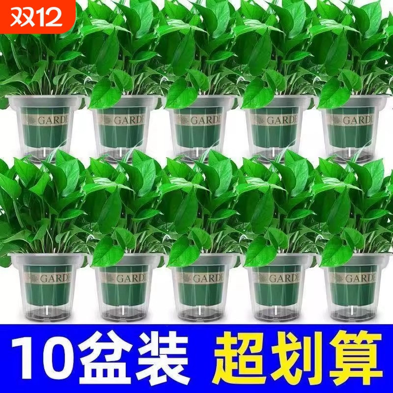 绿萝盆栽净化空气|270人收藏