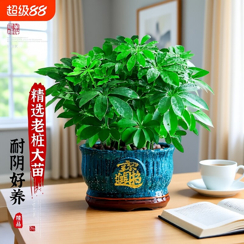 八方来财鸭脚木盆栽植物室内外绿植七叶莲净化空气发财树客厅大盆