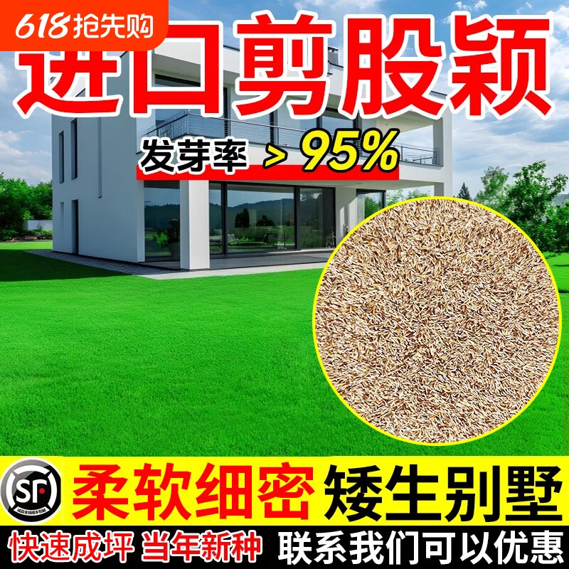 剪股颖草籽矮生型庭院高档草坪耐寒热四季常青草皮种子开花水养