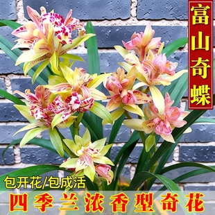 带花苞四季建兰富山奇蝶兰花苗开花浓香好养室内绿植花卉盆栽精品