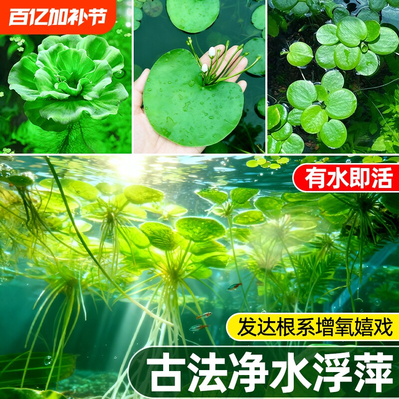 浮萍水草植物古法养鱼鱼缸龟缸水培水芙蓉水葫芦造景养龟铜钱草