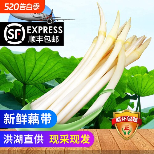 【顺丰包邮】洪湖藕带藕尖藕肠子当季时令蔬菜藕带新鲜洪湖莲藕带