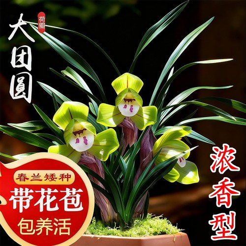 春兰带花苞名贵兰花苗矮种好养室内花卉绿植盆栽大富贵客厅办公桌