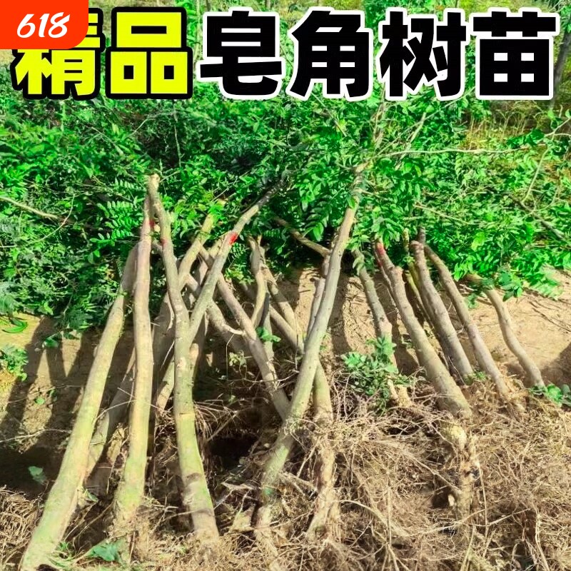 皂角树苗庭院地栽绿化大刺造刺树药用皂荚篱笆围墙防护墙阳台小苗