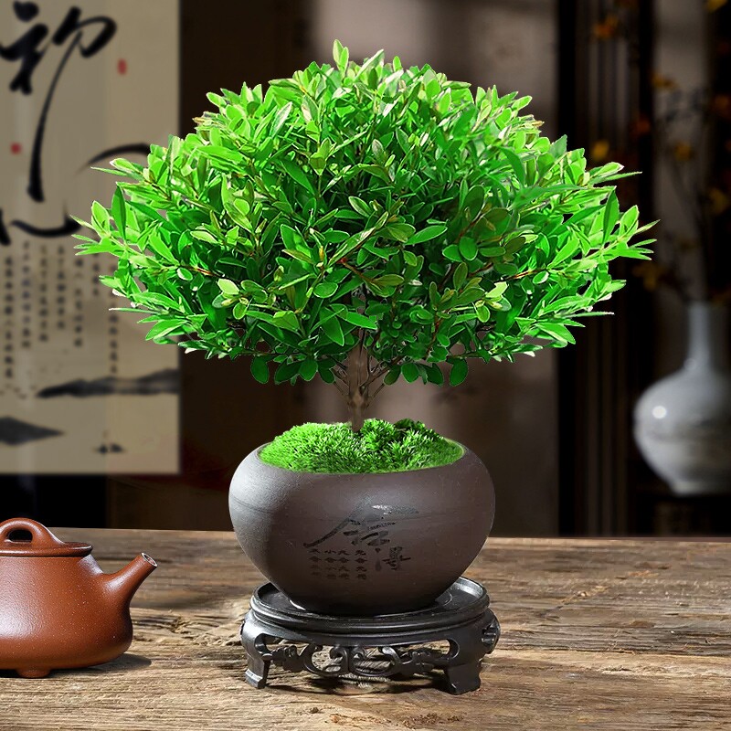 小叶赤楠老桩苗紫檀微景观水培四季盆景绿植盆栽桌面文竹客厅阳台