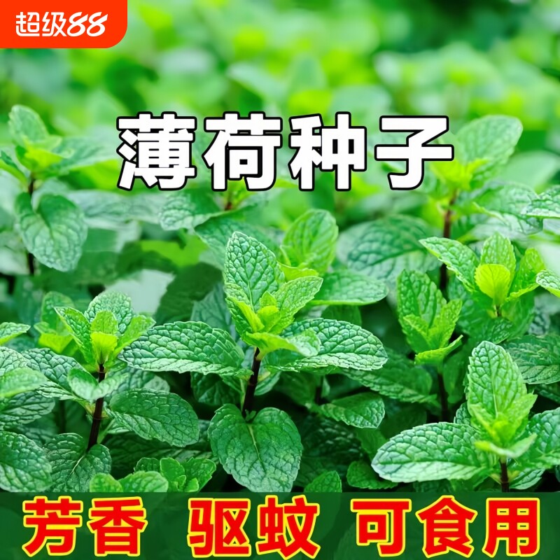 食用薄荷花种籽子易活室内外庭院图片