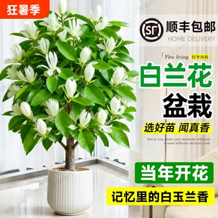 白兰花盆栽老桩玉兰花树苗黄角兰带花苞室内四季开花卉阳台白玉兰