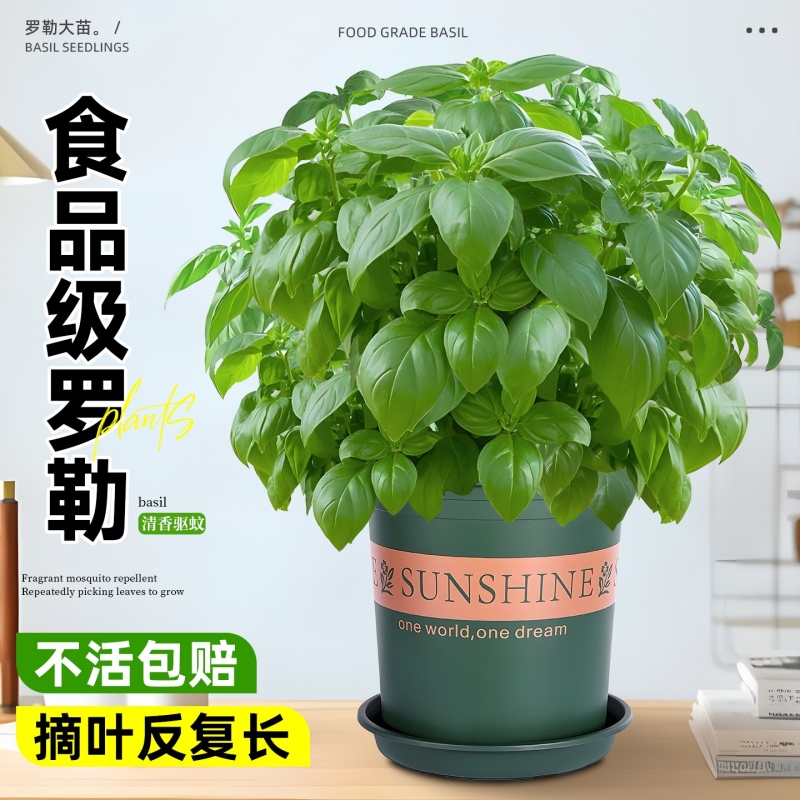 罗勒盆栽可食用九层塔金不换大叶薄荷迷迭香室内绿植盆栽驱蚊植物