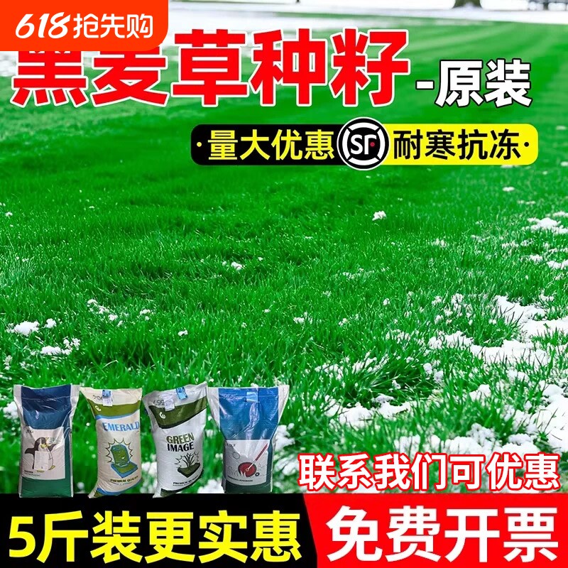 黑麦草草籽蓝标矮生四季常青庭院别墅草坪绿化护坡种子多年生耐寒