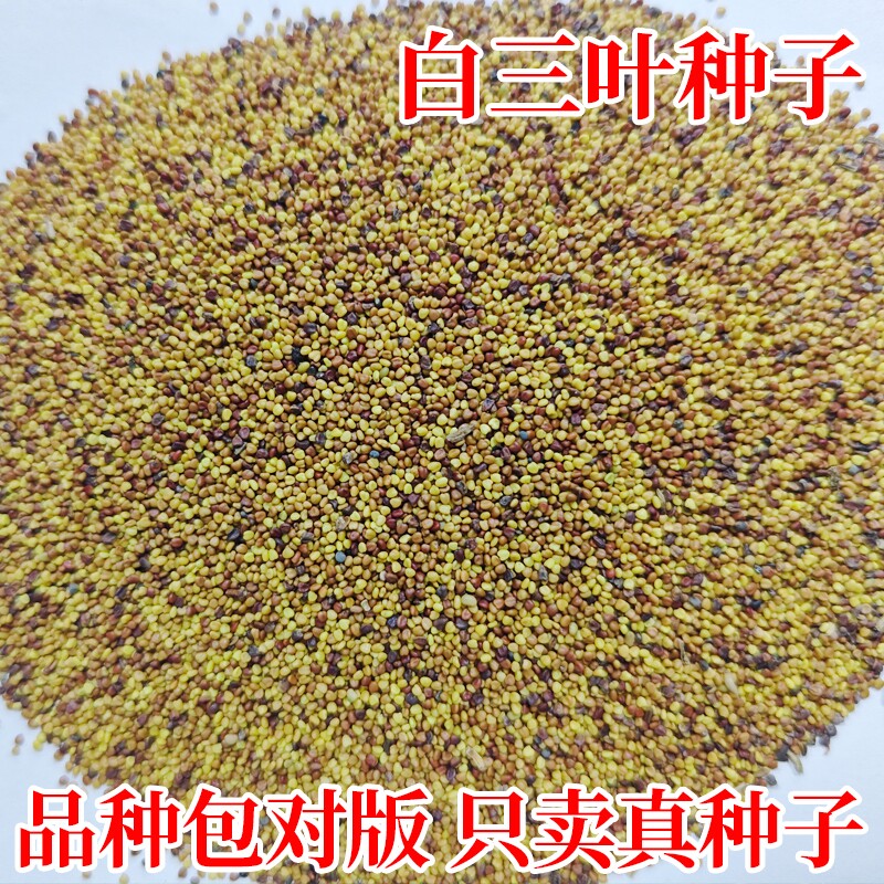 白三叶草种子多年生四季常青耐寒耐旱工程绿化草籽红三叶草坪种籽