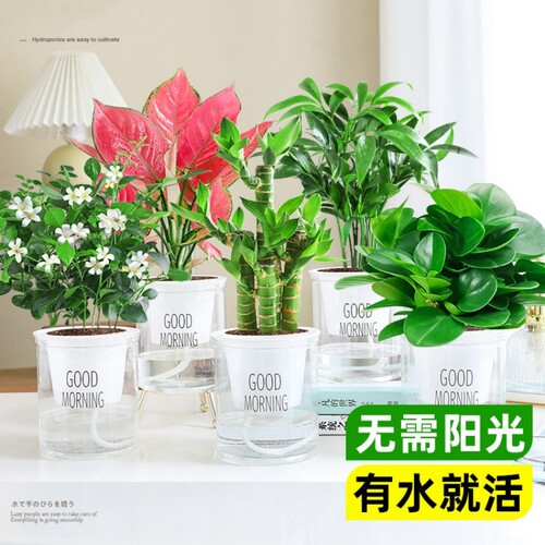 水培绿萝吊兰发财树盆栽绿植物室内植物好养花卉金钻开花文竹不需