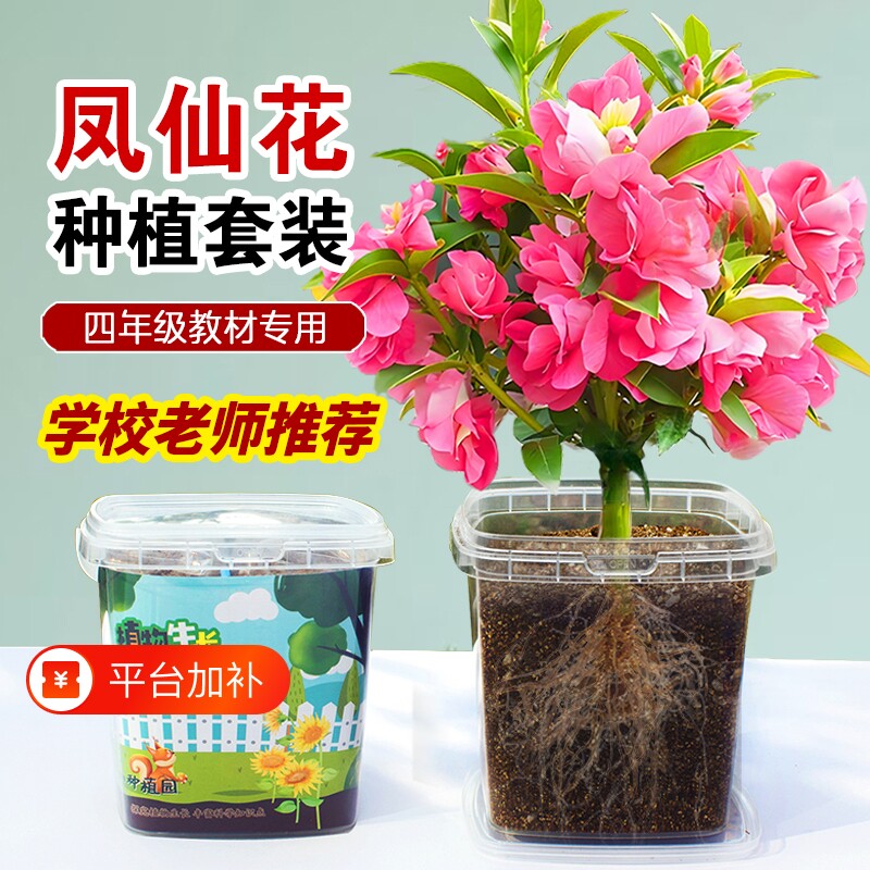 凤仙花种子四季小学生科学实验观察儿童种植小盆栽四年级植物种子