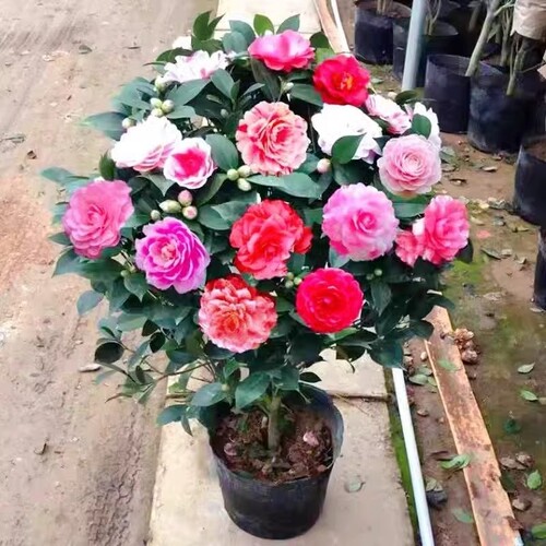 浓香茶花室内好养春夏香妃