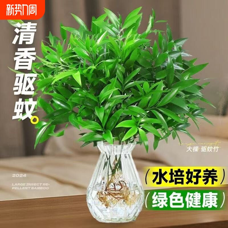 驱蚊竹柏水培植物绿植花卉客厅办公室内桌面盆栽驱蚊神器好养阳台