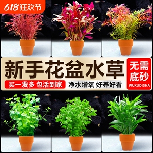 升级小花盆水草鱼缸造景专用蜈蚣草水培植物真草阴性净水定植水草