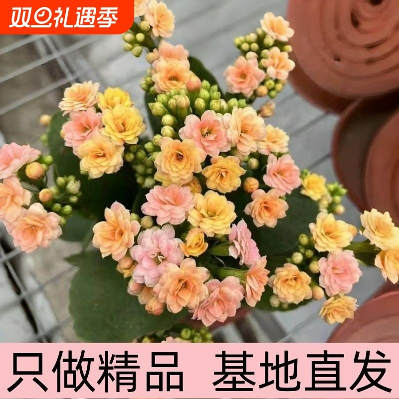 长寿花盆栽彩虹糖绿巴黎四季好养开花重瓣带花苞花苗绿植物花卉