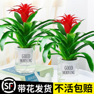 鸿运当头盆栽水培绿植物室内花卉客厅凤梨秋冬好养活火鹤花