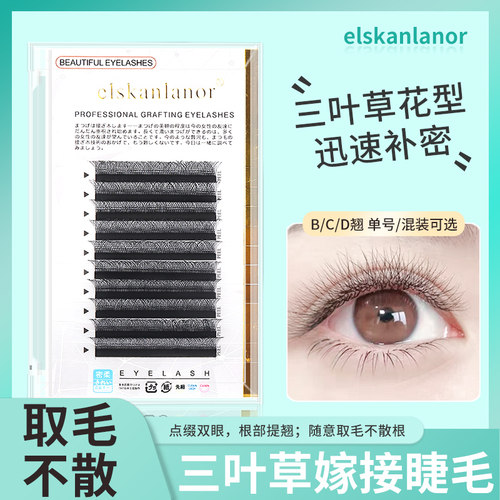 三叶草嫁接睫毛不散根