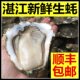 鲜活带壳新鲜生吃牡蛎即食海蛎子特大蚝 包邮 湛江生蚝5斤装 顺丰