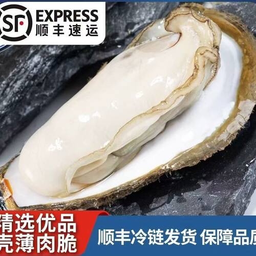湛江徐闻生蚝5斤大个带壳