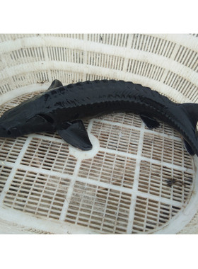 活鱼到家3斤礼品鲟鱼鲟龙鱼鲜海鲜活体中华食用鲟活鱼淡水产