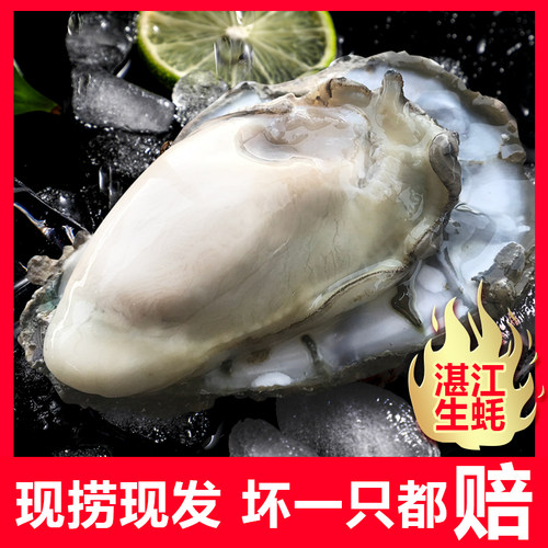新鲜特大广东湛江生蚝5斤