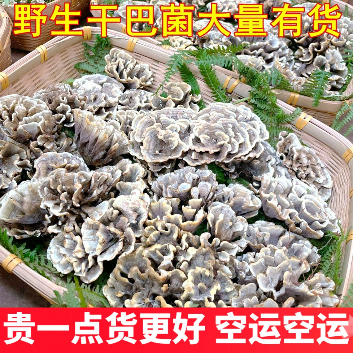 云南野生干巴菌鲜空运