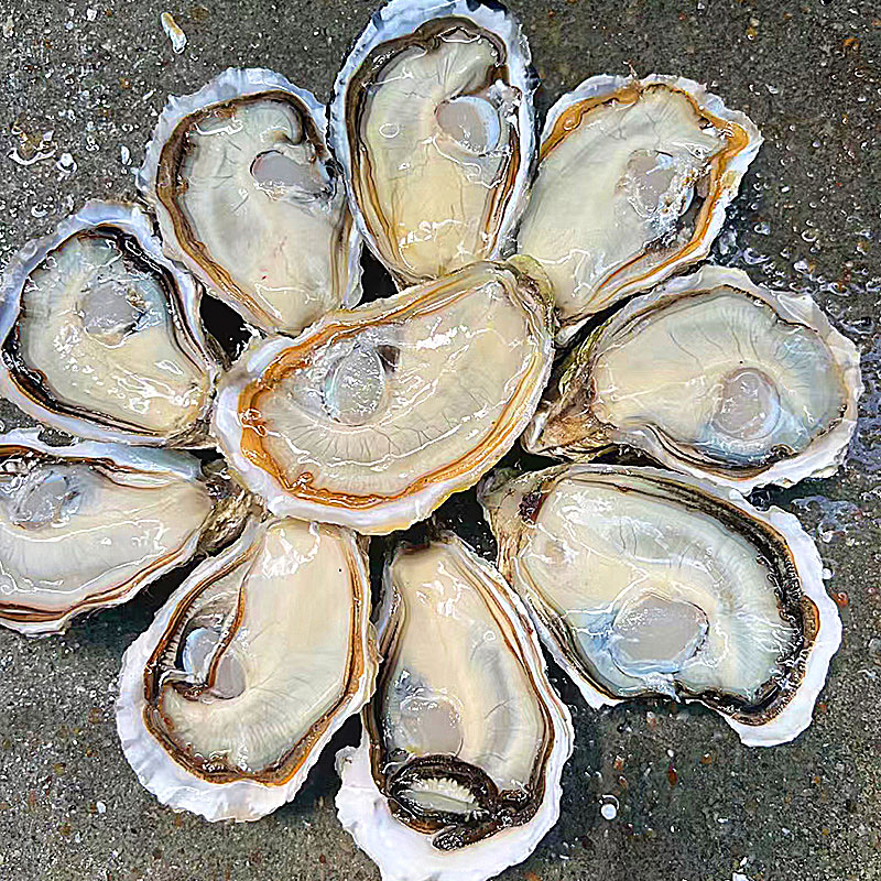 湛江徐闻生蚝5斤大个带壳