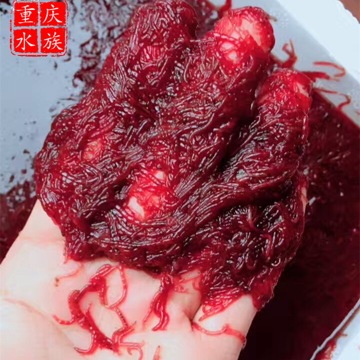 冷冻红虫冰冻赤虫南极虾牛心汉堡野生泥鳅冻丰年虾珍珠虾水蚤轮虫|ruв категории животное/Животное питание и принадлежностей, аквариум мира, декоративные рыбы кормов - от Buy2taobao.com для оказания профессиональной услуги покупки агента Taobao
