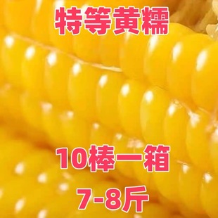 25年新鲜头茬一等大棒粘糯玉米一件7到8斤 试吃2支一箱10支