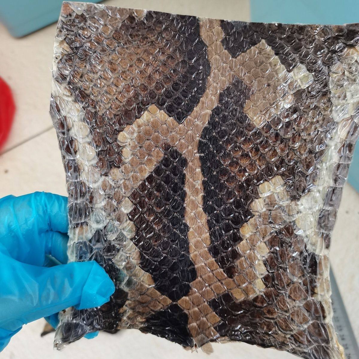 二胡尾巴根皮 金花蟒皮 二胡皮 中间量长13厘米宽13厘米