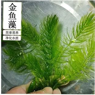 金鱼草懒人水草制氧净化水质入缸成景好养易活蜈蚣草绿菊真草植物