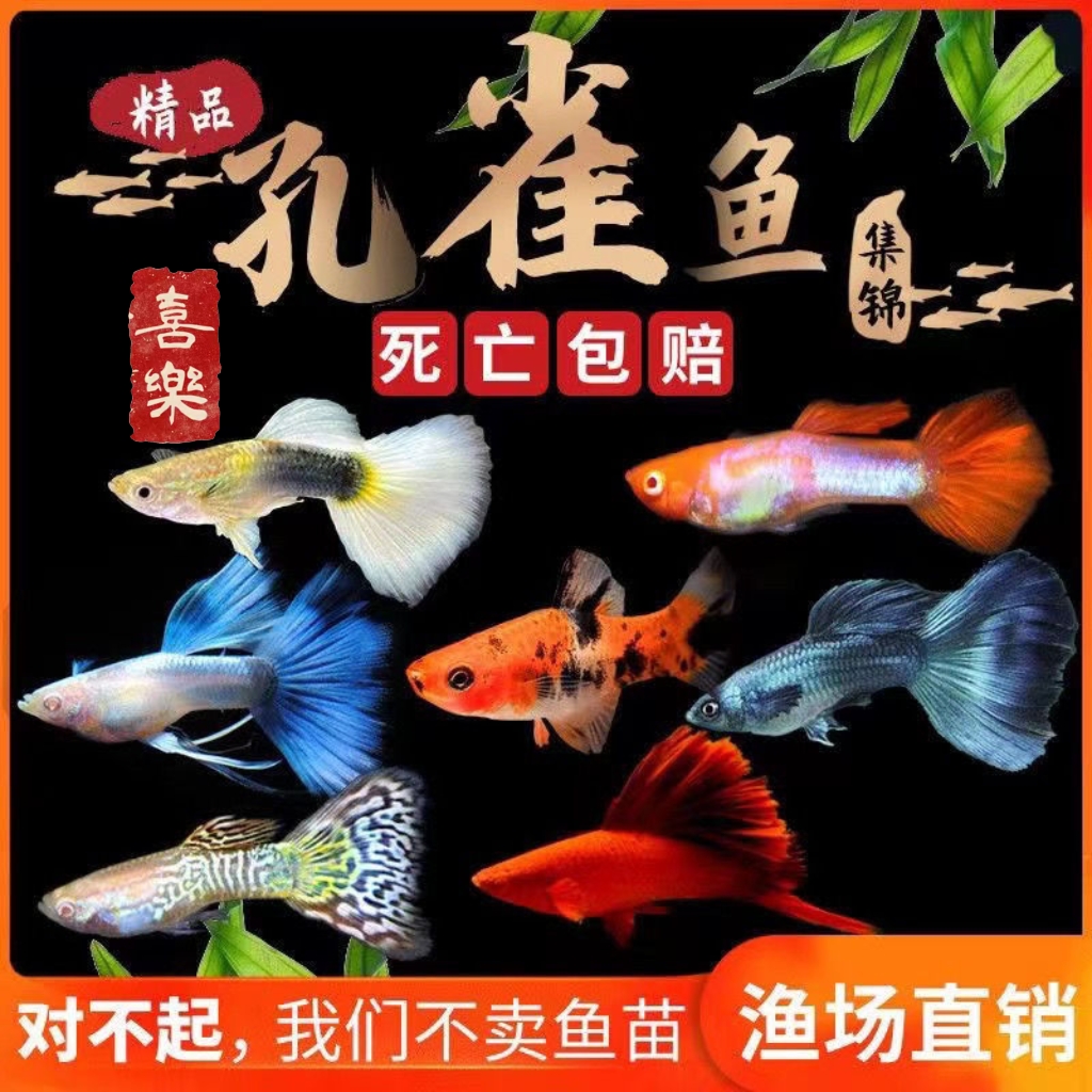精品孔雀鱼纯种活体热带鱼小型鱼苗观赏鱼灯鱼斑马淡水好养繁殖快