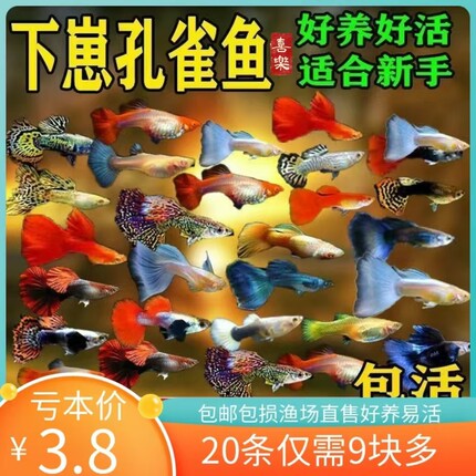 孔雀鱼小型热带观赏凤尾淡水鱼好养耐活易繁殖新手鱼斑马鱼天使鱼