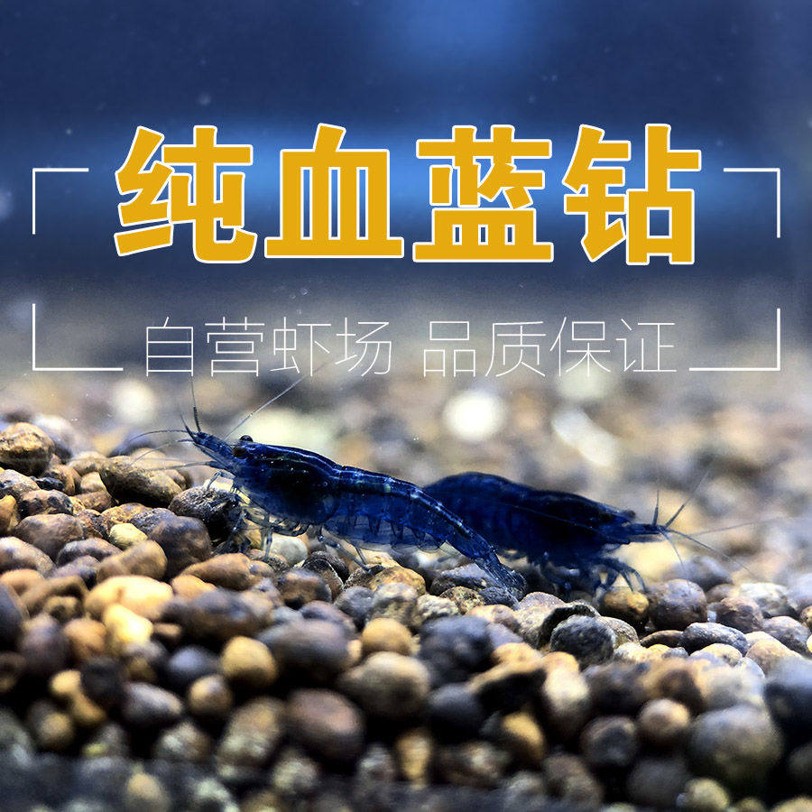 观赏虾淡水蓝宝石除藻清缸工具
