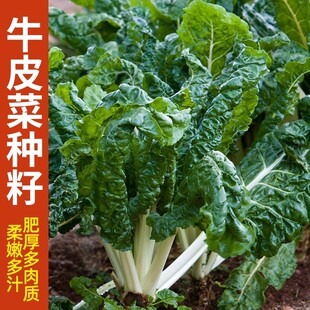 牛皮菜种子白根厚皮菜籽 莙荙菜重庆根达菜孑 青菜春秋四季君达菜