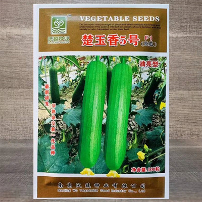 楚玉香5号香丝瓜种子 油亮皮早熟耐低温短棒丝瓜种籽春秋季蔬菜孑