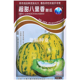 八里香甜瓜种子 早熟高产特甜花豹玉脆香瓜种籽 春秋季蔬菜水果孑