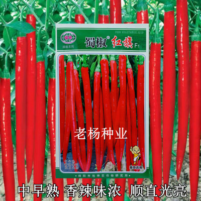 超长红辣椒种子早熟香辣味浓高产杭椒特长线椒种籽春秋冬季蔬菜孑