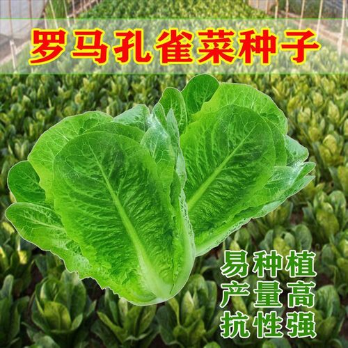 孔雀菜种子沙拉生菜种籽春季夏秋季冬四季阳台盆栽玻璃脆油麦菜孑