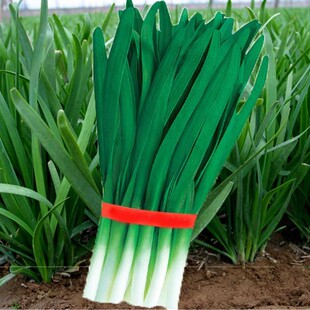 中华韭霸韭菜种子白根宽叶韭菜籽大叶韭菜根苗春秋四季抗寒蔬菜孑