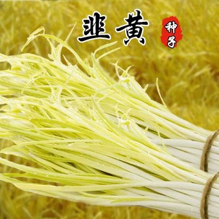 韭黄种子富韭黄冠韭菜种籽久星15号黄韭蔬菜春秋四季韭菜盆栽菜孑