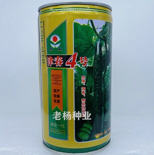 津春4号黄瓜种子 早熟密刺绿皮黄瓜种籽春季大棚露地耐寒蔬菜种孑