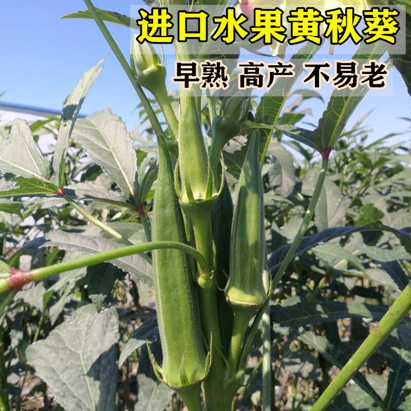 水果秋葵种子杂交一代黄秋葵种籽高产耐热不易老脆嫩卡里巴蔬菜孑