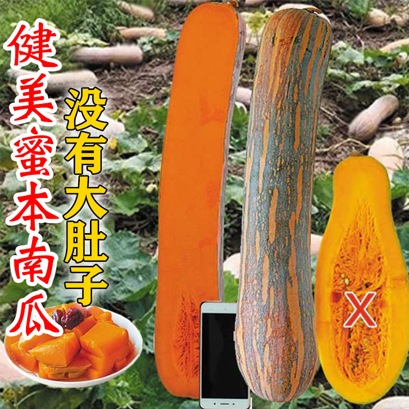 鼎牌健美蜜本南瓜种子种籽高产香种苗/半成品盆栽